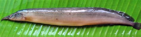 aaral fish|Macrognathus aral .